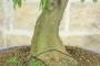 5 - Bonsai di Acacia di Costantinopoli (13)