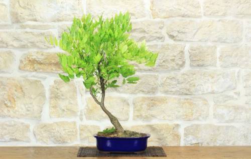 1 - Bonsai di Glicine (13)