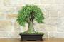 1 - Bonsai di Bagolaro (21)
