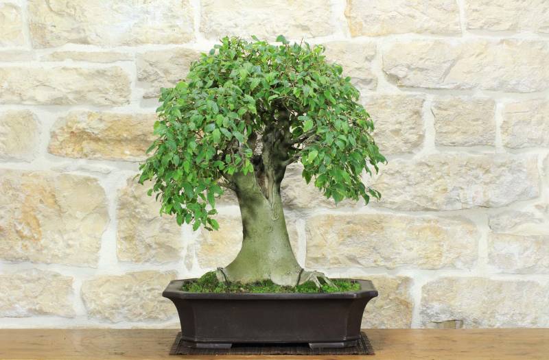 1 - Bonsai di Bagolaro (21)