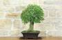 2 - Bonsai di Bagolaro (21)