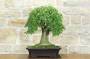 3 - Bonsai di Bagolaro (21)