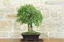 4 - Bonsai di Bagolaro (21)
