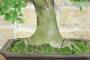 5 - Bonsai di Bagolaro (21)