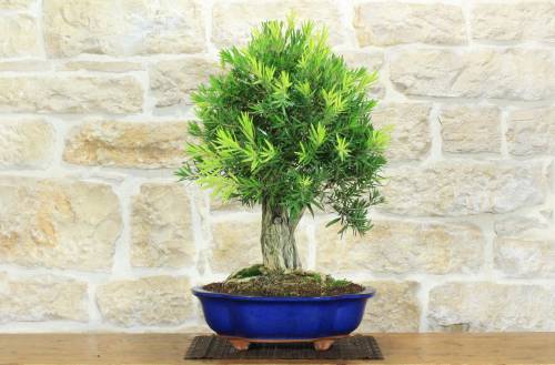 1 - Bonsai di Callistemon (35)