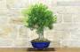 2 - Bonsai di Callistemon (35)