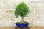 3 - Bonsai di Callistemon (35)