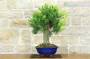 4 - Bonsai di Callistemon (35)