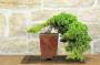 1 - Bonsai di Ginepro Procumbens (21)