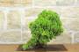 2 - Bonsai di Ginepro Procumbens (21)