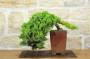 3 - Bonsai di Ginepro Procumbens (21)