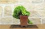 4 - Bonsai di Ginepro Procumbens (21)
