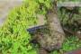 6 - Bonsai di Ginepro Procumbens (21)