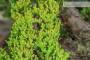 7 - Bonsai di Ginepro Procumbens (21)