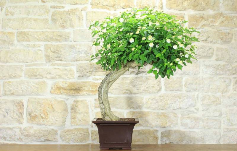 Bonsai di Lantana Camara (39)
