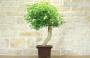3 - Bonsai di Lantana Camara (39)