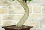 8 - Bonsai di Lantana Camara (39)