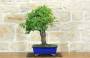 1 - Bonsai di Mirabolano - Prugno Selvatico (168)
