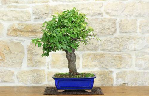 1 - Bonsai di Mirabolano - Prugno Selvatico (168)