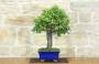 2 - Bonsai di Mirabolano - Prugno Selvatico (168)