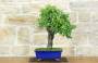 3 - Bonsai di Mirabolano - Prugno Selvatico (168)