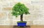 4 - Bonsai di Mirabolano - Prugno Selvatico (168)