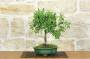 1 - Bonsai di Prugnolo (33)
