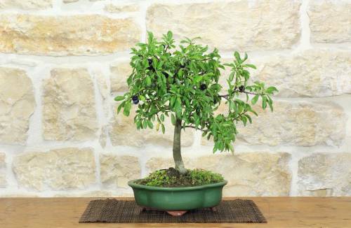1 - Bonsai di Prugnolo (33)