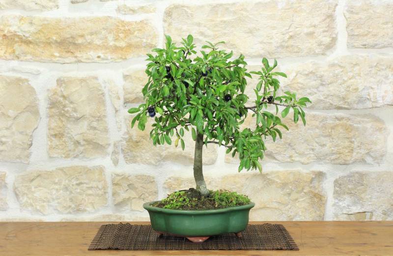1 - Bonsai di Prugnolo (33)