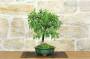 2 - Bonsai di Prugnolo (33)