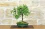 3 - Bonsai di Prugnolo (33)