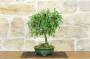 4 - Bonsai di Prugnolo (33)
