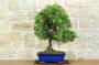 1 - Bonsai di Quercia - Leccio (93)