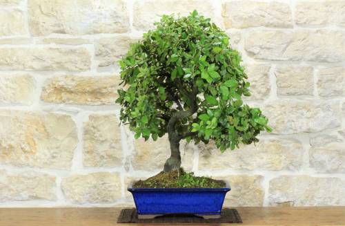 1 - Bonsai di Quercia - Leccio (93)