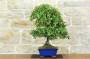 2 - Bonsai di Quercia - Leccio (93)