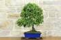 3 - Bonsai di Quercia - Leccio (93)