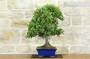 4 - Bonsai di Quercia - Leccio (93)