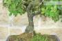 5 - Bonsai di Quercia - Leccio (93)