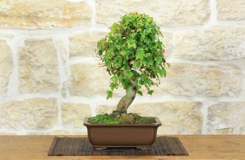 1 - Bonsai di Acero Tridente (30)