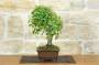 2 - Bonsai di Acero Tridente (30)