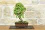 3 - Bonsai di Acero Tridente (30)