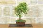 4 - Bonsai di Acero Tridente (30)