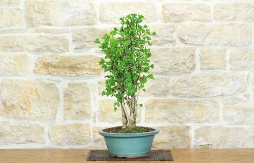 1 - Bonsai di Ginkgo Biloba (13)