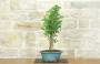 2 - Bonsai di Ginkgo Biloba (13)