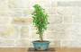 4 - Bonsai di Ginkgo Biloba (13)