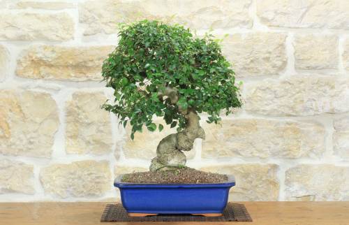 1 - Bonsai di Olmo Campestre (58)
