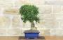 2 - Bonsai di Olmo Campestre (58)