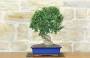 3 - Bonsai di Olmo Campestre (58)