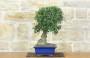 4 - Bonsai di Olmo Campestre (58)