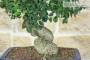 6 - Bonsai di Olmo Campestre (58)